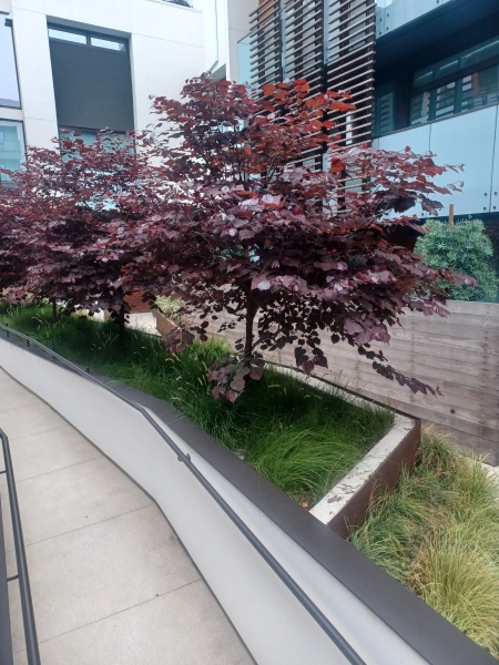 Ojeda Landscape Services! Local Leader in Landscape Maintenance Services in Los Angeles, CA