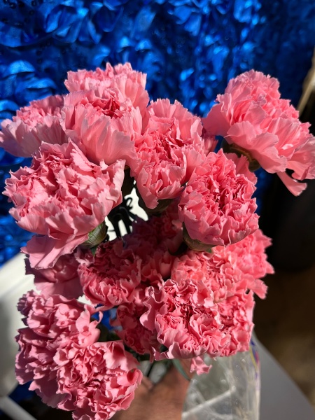 Flower and Roses for sale at the best prices at Micaela's Flowers & Party Supply